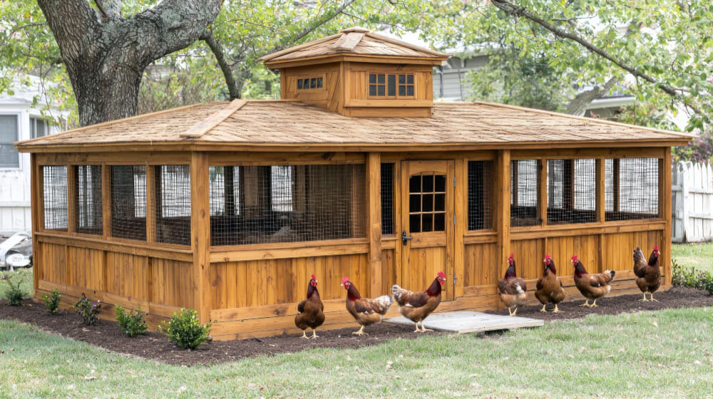 The interior of a wooden chicken coop with nesting boxes and perches